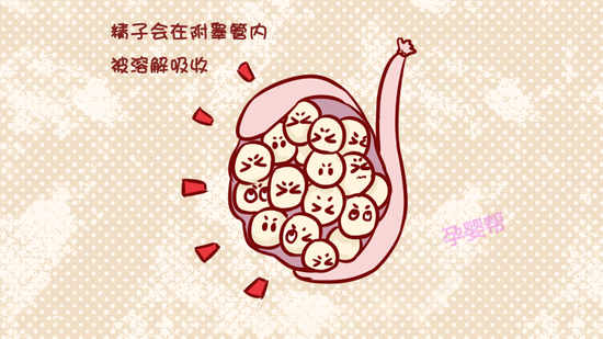 男人结扎后精子会把睾丸撑破不会的