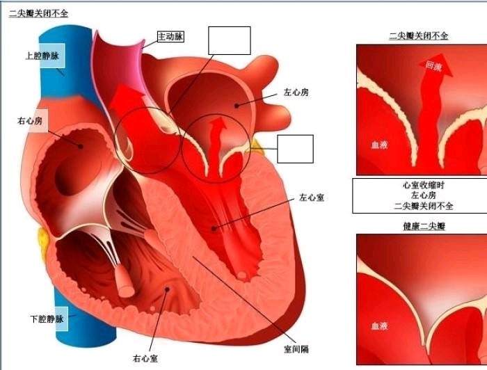 心脏的结构|心室|心脏|三尖瓣_新浪育儿_新浪网