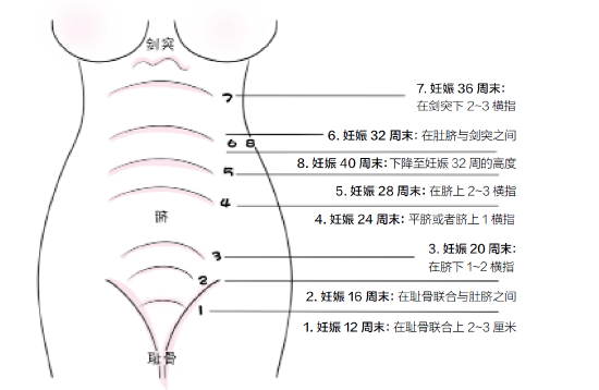 怀孕六个月女胎儿图片图片