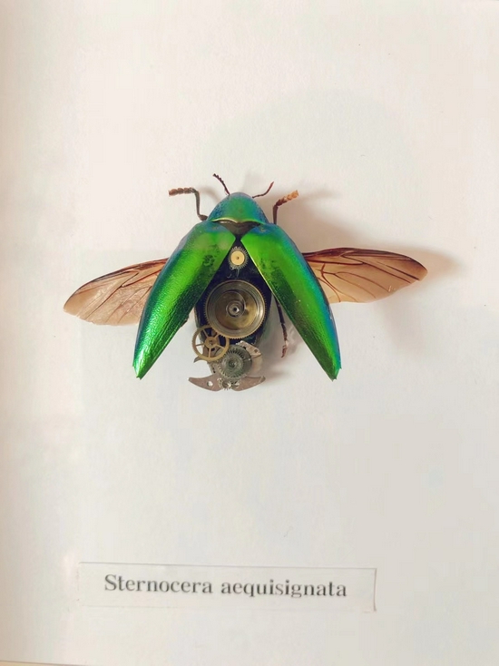 倪皓洋制作的昆虫标本 受访者供图