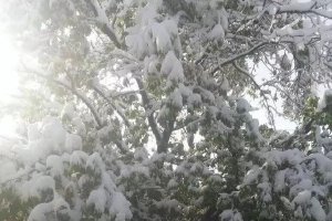 及时清除学校体育馆等建筑物积雪防止垮塌