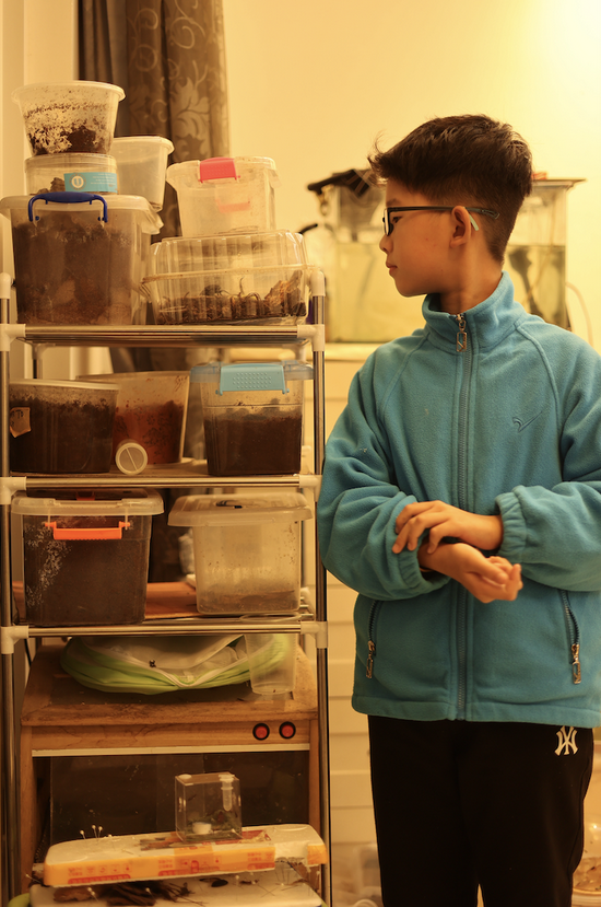 倪皓洋和家里的昆虫饲养箱 受访者供图