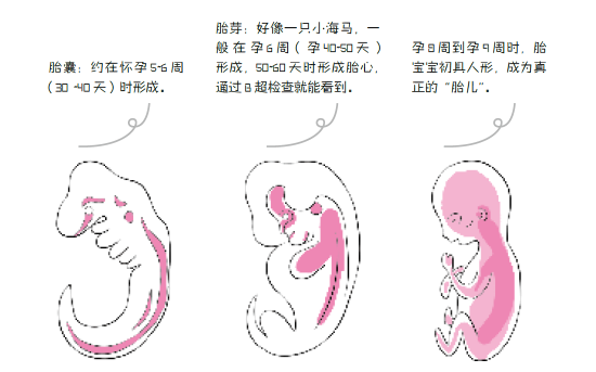 二维 三维 四维超声检查有什么不同 超声检查 宝宝 排畸 新浪育儿 新浪网