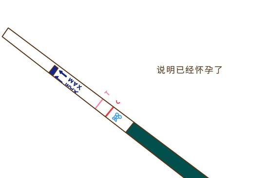 当测试区中只出现一条红色的线(对照线),表明结果呈阴性,并没有怀孕.