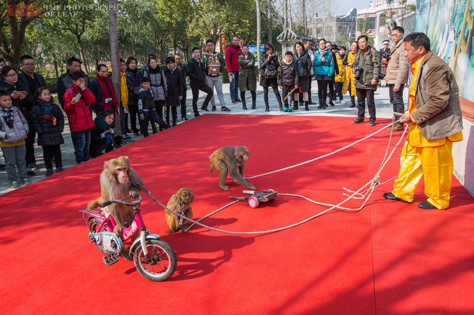 即将消失的耍猴表演