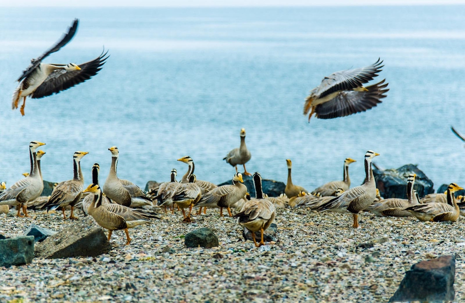 一周热图:青海湖迎来鸬鹚繁殖季