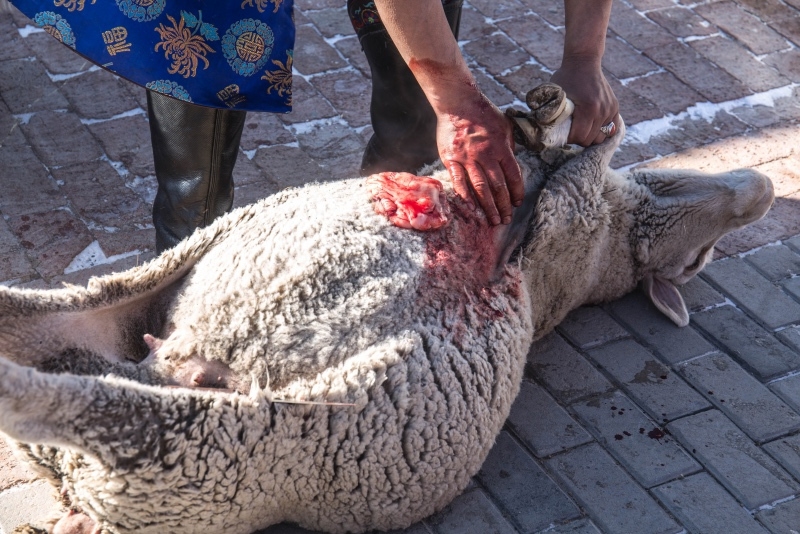 内蒙古人一分钟杀羊不见血