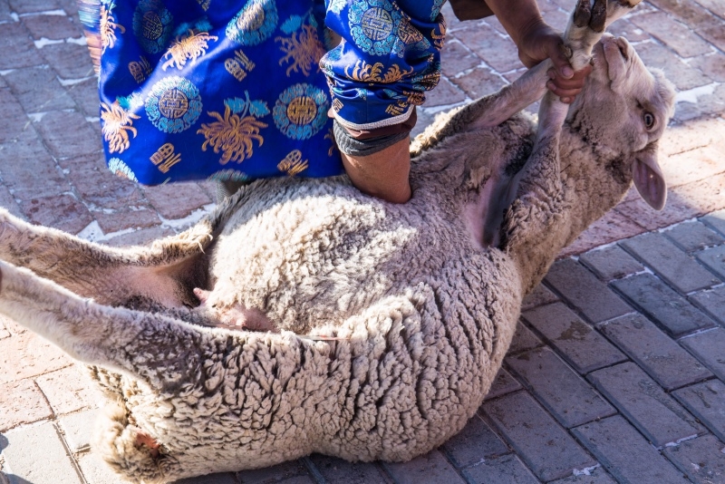 内蒙古人一分钟杀羊不见血