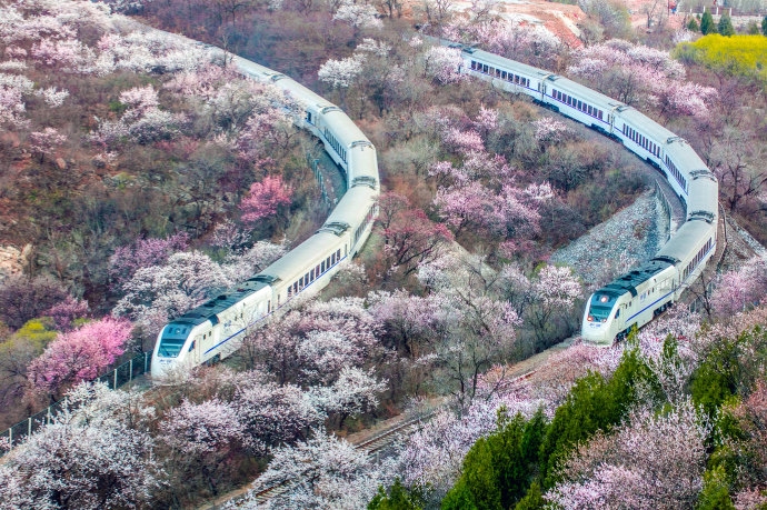 美哭!当列车穿越花海