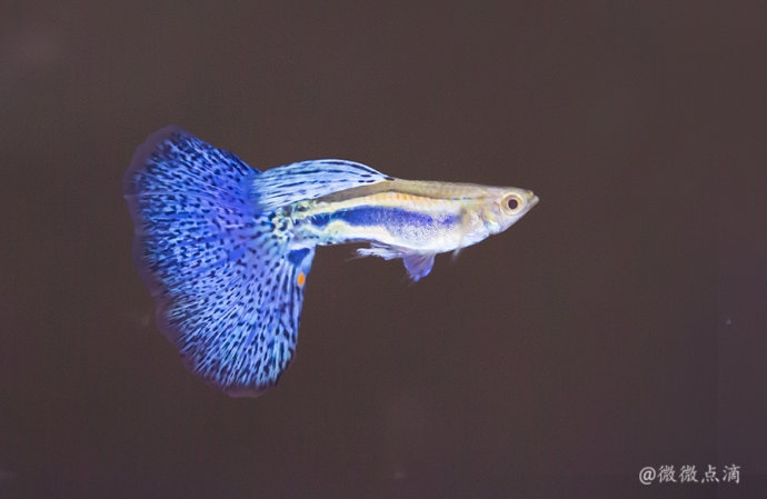 美妙迷人的孔雀鱼