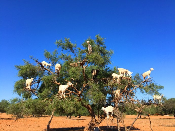 绝对罕见的"羊上树"奇观