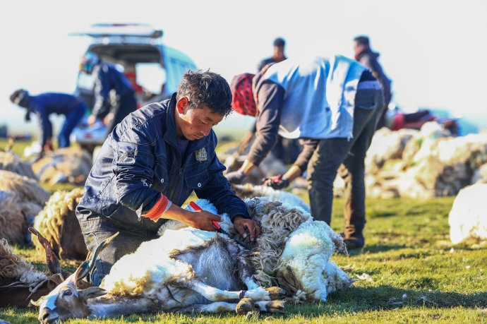 实拍:牧民顶着烈日剪羊毛
