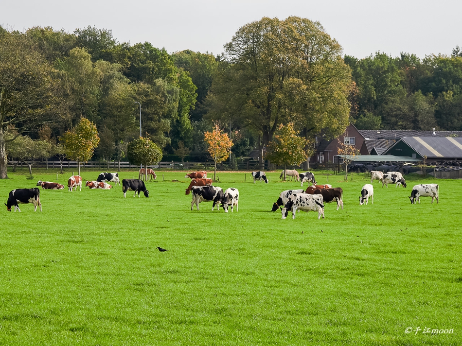 骑行在荷兰的森林与牧场