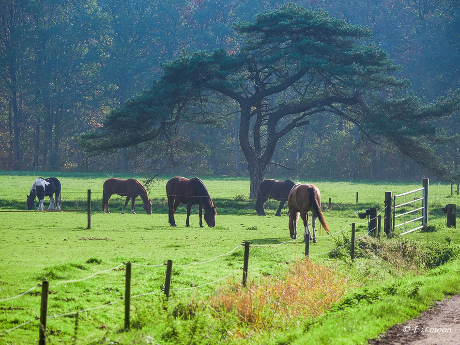 骑行在荷兰的森林与牧场