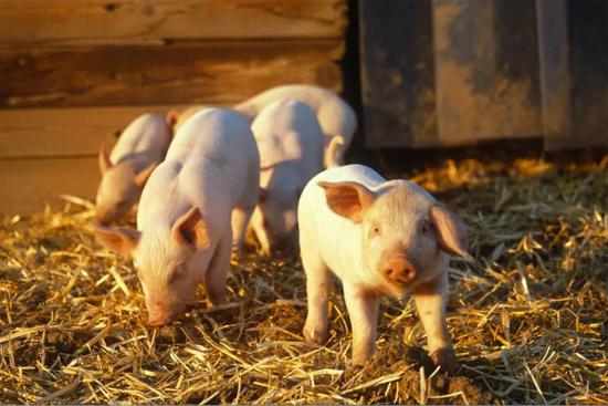 琪金集团构筑中心竞赛力 大数据养出优质荣昌猪