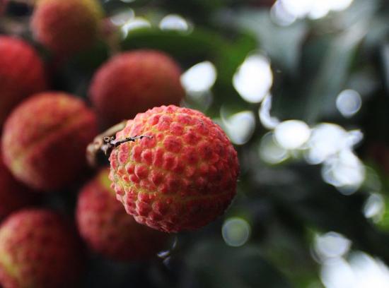 来源:趣历史杨贵妃吃荔枝结果遭到千古非议,跟杜牧的那首《过华清宫》