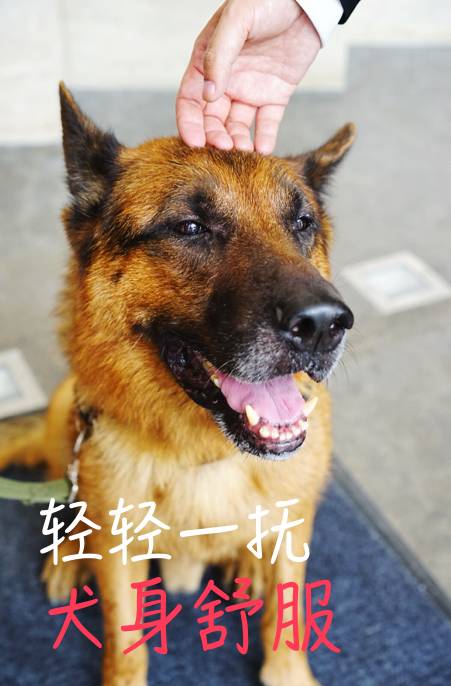 平安上班狗狗月薪税后18000元