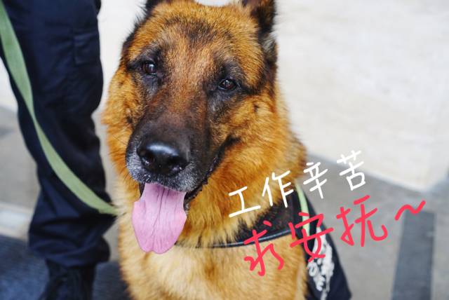 平安上班狗狗月薪税后18000元