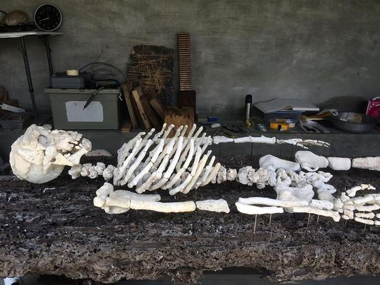 这样看来珊瑚与骨骼好像并无区别