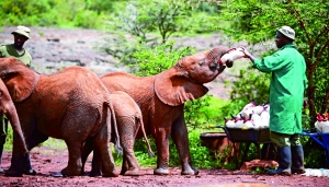 内罗毕的小象孤儿院，保育员在为小象们喂奶。这些小象在孤儿院里被人们精心照料，当它们被治愈且情况稳定后，就会送往一百多英里外的察沃国家公园。
