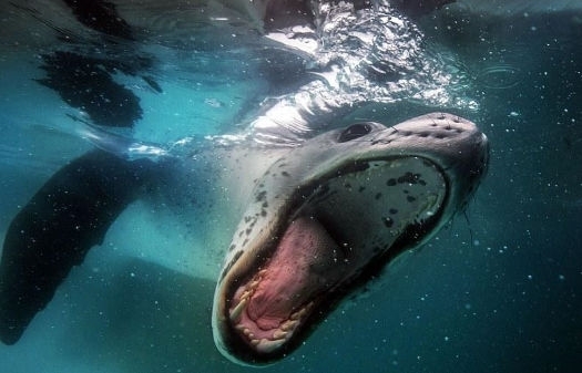 摄影师和海豹一起游泳，同时记录下一些惊人的照片