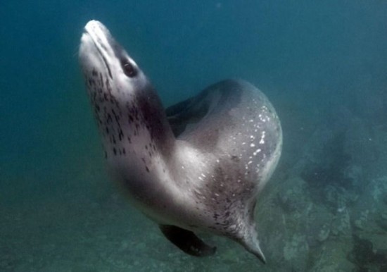 在接下来的潜水活动中，队员们和海豹进行了亲密的接触。