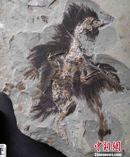 图为研究的始孔子鸟化石标本。　王孝理　摄
