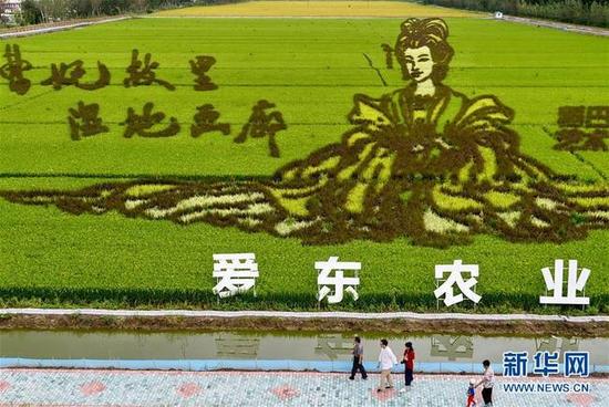 唐山市曹妃甸区的“曹妃像稻田画”
