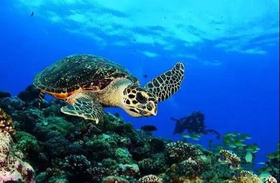 濒临灭绝的海洋动物玳瑁龟