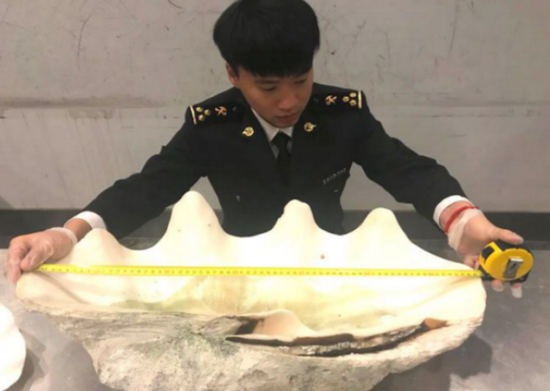 查获的“大贝壳”