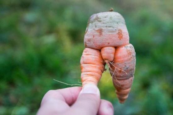不许成精浙江最污胡萝卜出土