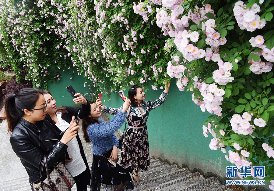酉阳桃花源中学大片蔷薇花盛开 市民争相合影留恋