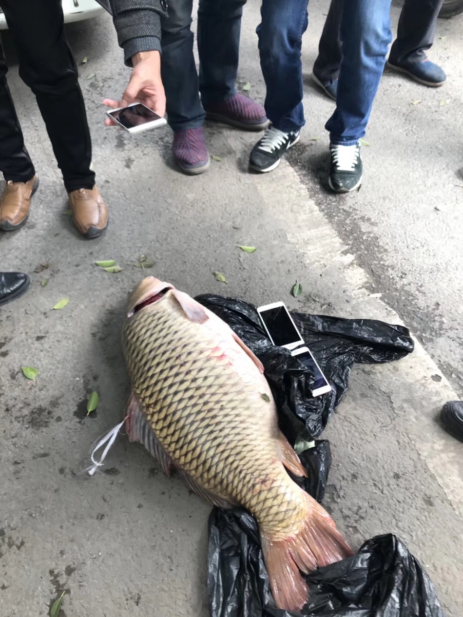 重庆市民长江中钓起罕见大鲤鱼 32斤卖了800元