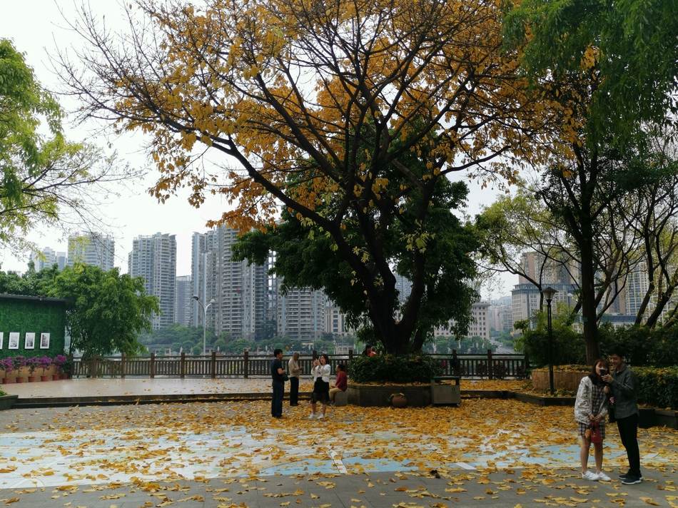 秋天来了?重庆李子坝公园春季秋景引发游客围观_高清图集_新浪网