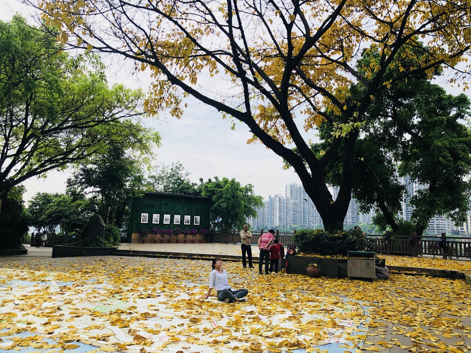 秋天来了?重庆李子坝公园春季秋景引发游客围观_高清图集_新浪网