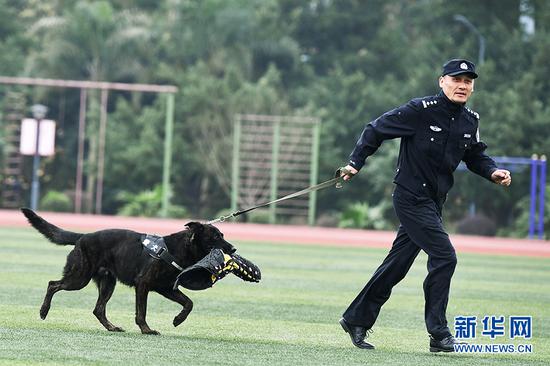 "贝贝"为德荷杂交犬,此次获得全国警犬搜捕第五名.新华网 李相博 摄