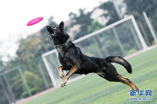 重庆警犬技术团队斩获多个全国大奖