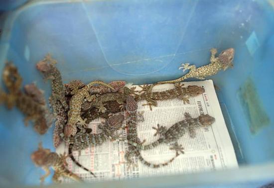 广西一男子贩卖濒危野生动物大壁虎1300余只 获刑10年