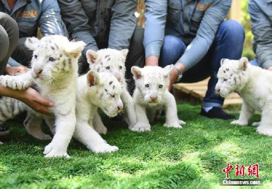 萌翻啦五胞胎雪虎宝宝大合照进来看一下