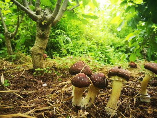 2021忠县官坝采桑节月底开幕 桑园第一茬赤松茸正式上线