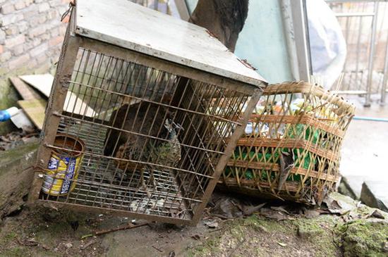 一只被隔离的老孔雀