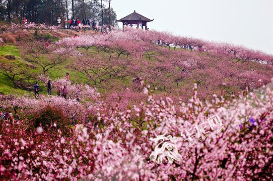 沙坪坝虎峰山桃花基地. 市农委供图 华龙网发