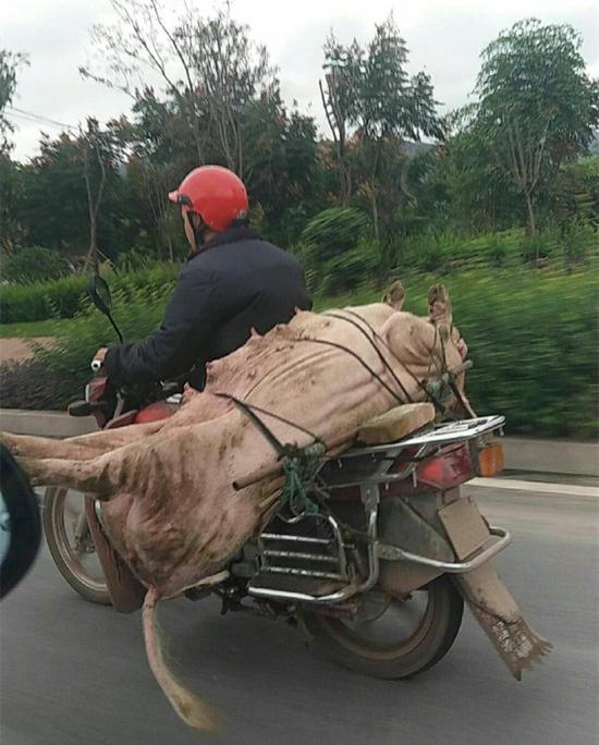 (网友供图)这么快的车速,摩托车司机都知道戴着安全帽,可猪在后面一丝