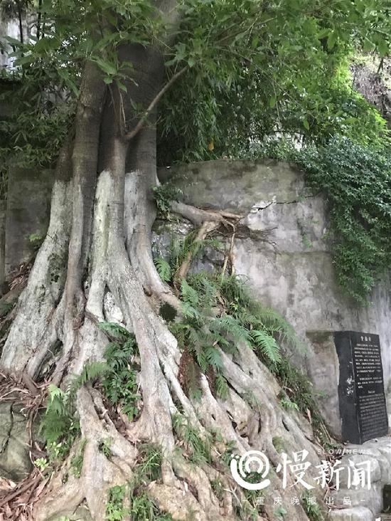 到底黄葛树还是黄桷树?专家这样说你怎么看