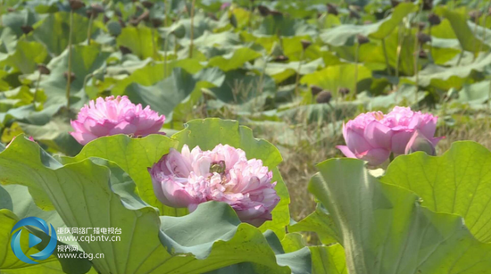 花中开花 重台莲惊艳满荷塘