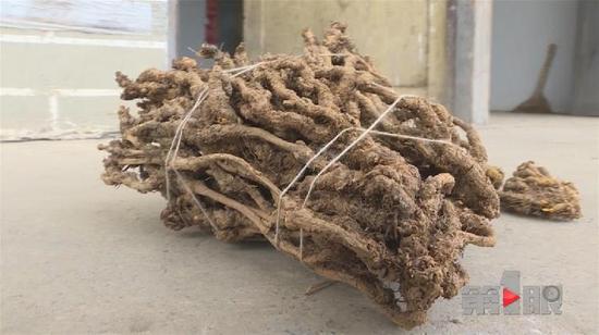 记者在黄长明家里看到,这个"黄连王"由几十根黄连枝簇拥在一起,枝高