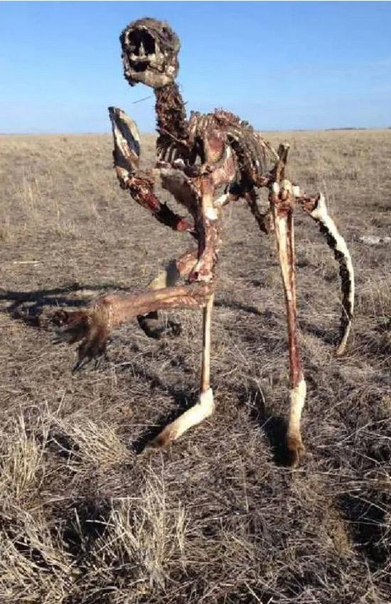 澳严重旱情致袋鼠死亡 农民拍下其完整遗骨