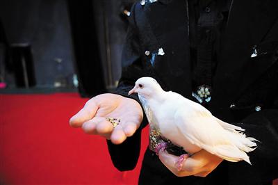 鸽子在表演魔术《幻影飞鸽》.