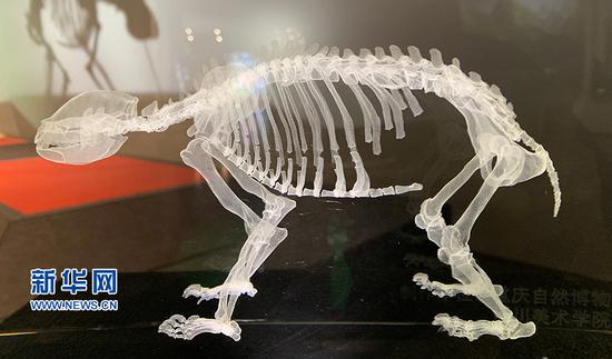 水晶打印的古熊猫复原骨骼.新华网 李元元 摄