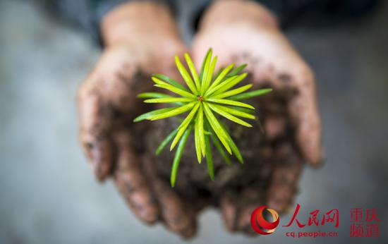 人工繁育的一株银杉苗.汪新 摄